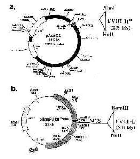 Construction Of Baculovirus Transfer Vector Inserting Fviii H M And Download Scientific Diagram