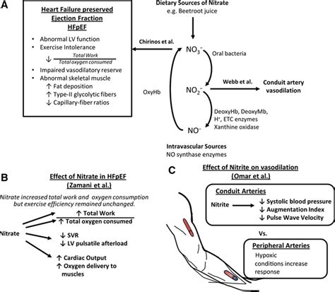 Harnessing The NitrateNitriteNitric Oxide Pathway For Therapy Of