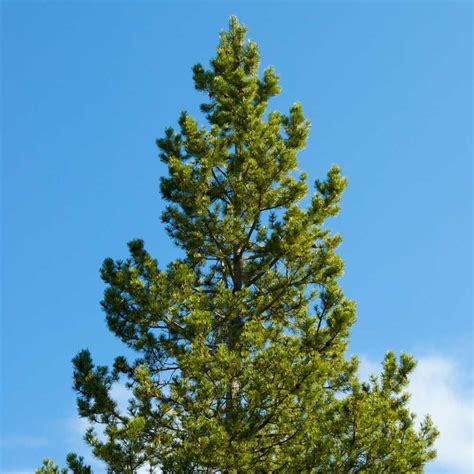 Buy affordable Lodgepole Pine trees at our online nursery - Arbor Day ...