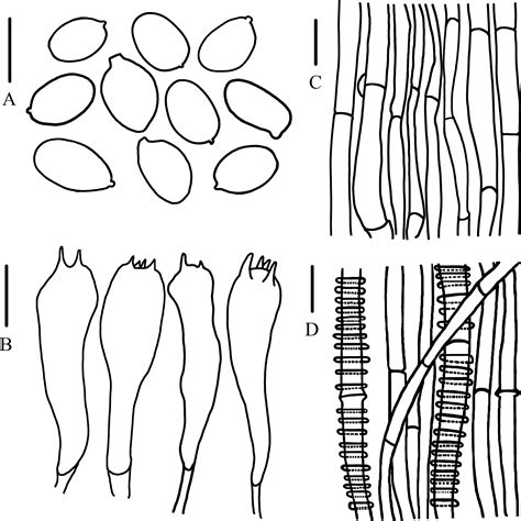 Multiple Evidence Reveals Two New Species And New Distributions Of