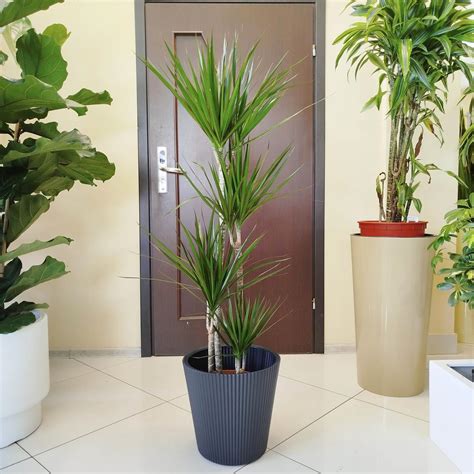 Dracena Obrze Ona Dracaena Marginata Cm Sklep Kwiatydonice Pl