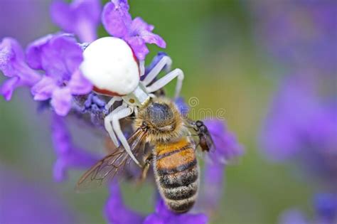 Makro Closeup Of Small Venomous Female White Crab Spider Misumena Vatia