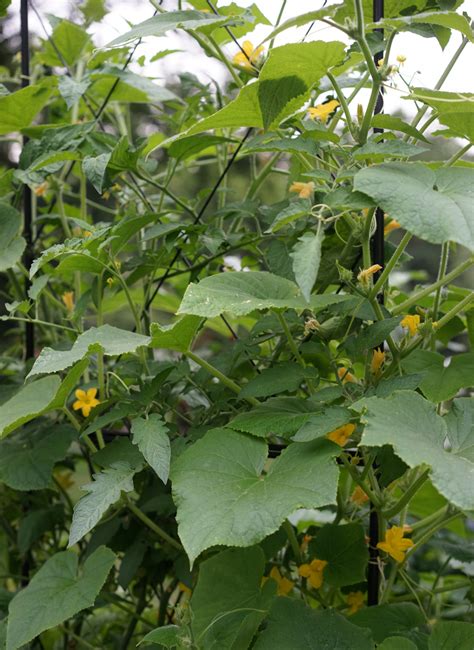 Should You Grow Cucumbers Directly From Seed In The Garden • Gardenary