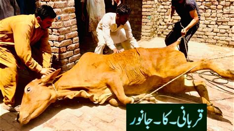 Finally Qurbani Ka Janwar Le Liye Alhamdulillah Qurbani Ka Bail Na