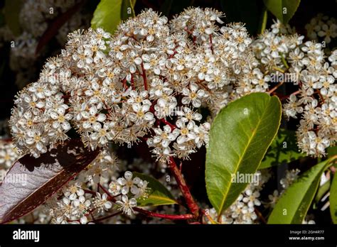 Viburnum Tinus The Viburnum Vat Is A Plant Of The Caprifoliaceae