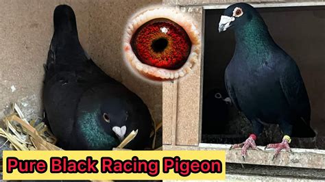 Kalapat Black Racing Pigeons 2022 Racer Pigeon YouTube