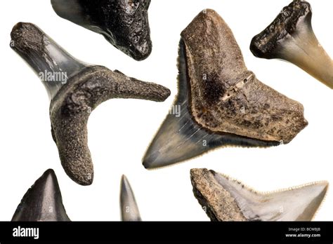 fossilized shark teeth isolated   pure white background stock photo