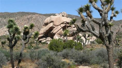 Wildflowers of California’s Desert in Bloom: Fields of Poppies, Lilies ...