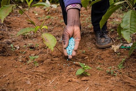 Organic Fertilizer Vs Chemical Fertilizer Kellogg Garden Organics