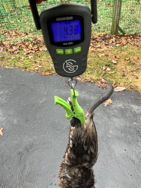 Big Muskrat General Trapping Discussion Nj Woods And Water