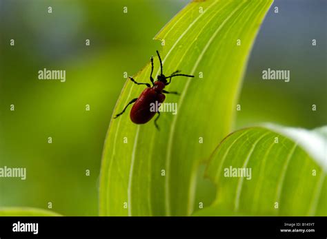 Red Lily Beetle Stock Photo - Alamy