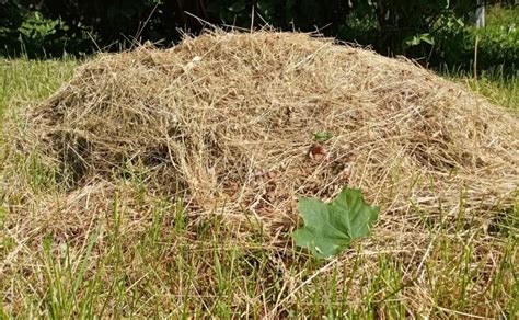 Come Rendere Fertile Il Terreno Del Giardino Senza Fertilizzanti Non