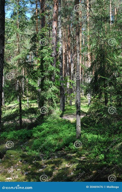 Summer Woods Stock Photo Image Of Plants Trees Pines 30469476