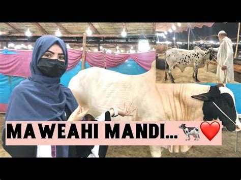 Taya Ne Cow Li Pheli Bar Mandi Gayn Cowlover Eid Maweshimandi