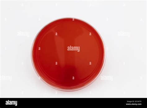 Growing Bacteria In Agar Medium In Microbiology Lab Making Streak In A