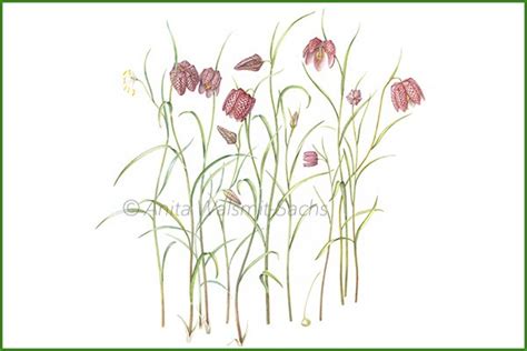 Portfolio Anita Walsmit Sachs Botanical Artist