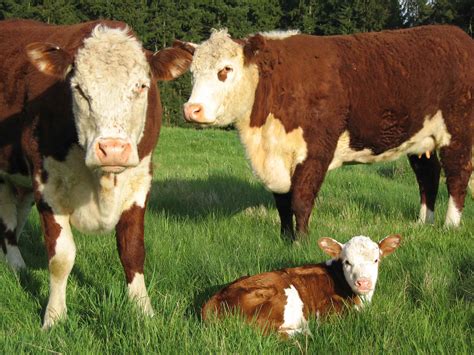 Hereford Beef Cattle Grazing with Calf