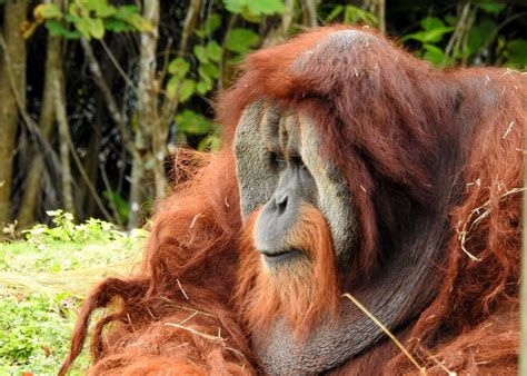 Sumatran Orangutan Pongo Abelii Sumatran Orangutan Orangutan Primates