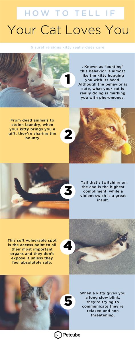 5 Signs Your Cat Really Does Love You Cat Love Cats Cat Signs