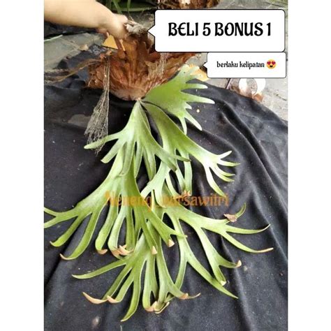 Jual Simbar Menjangan Tanduk Rusa Platycerium Willinckii Beli