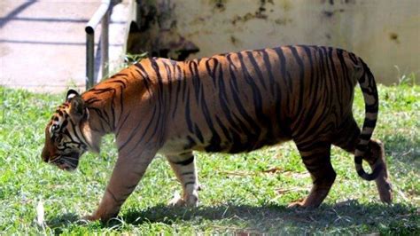 Harimau Terkam Wisatawan Yang Sedang Berkemah Di Gunung Dempo