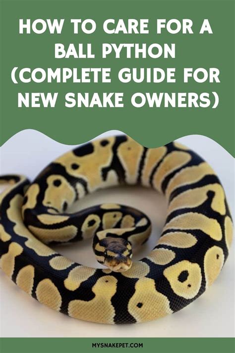 How To Care For A Ball Python Complete Guide For New Snake Owners Artofit