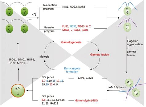 Synthetic Overview Of Gamete Formation Fusion And Meiosis In