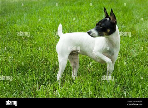 Black And White Dog 98 Amazing Black And White Dog Names Dogvills