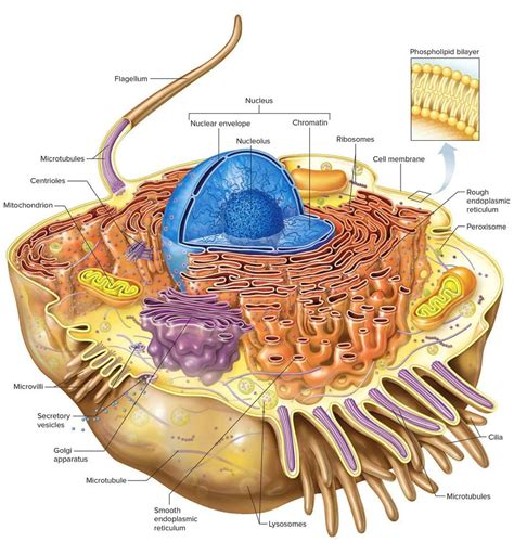 Cell biology cell structure - Ygraph