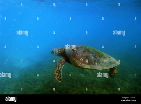 Australian Turtles