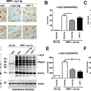 Immunization with AFF 1 modulates cytokine levels in MBP α syn tg mice