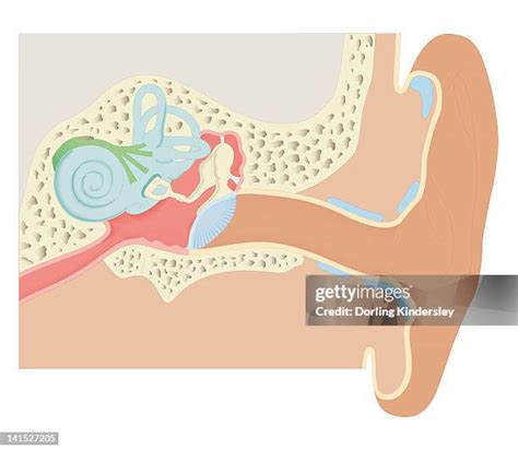 Semicircular Canals Ear Photos And Premium High Res Pictures Getty Images