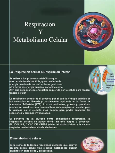 Respiracion Y Metabolismo Celular Pdf Respiración Celular Trifosfato De Adenosina