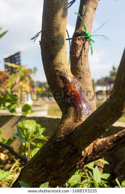 Citrus Gummosis Bacterial Disease Affecting Citrus Stock Photo