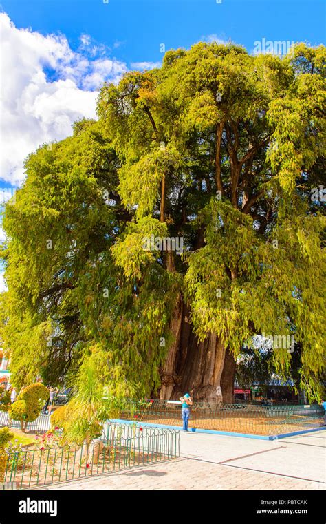 L Arbre De Tule El Arbol De Tule Cypr S De Montezuma Ou Ahuehuete En