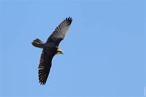 Faucon Lanier Falco Biarmicus Lanner Falcon Lannerfalke Site De