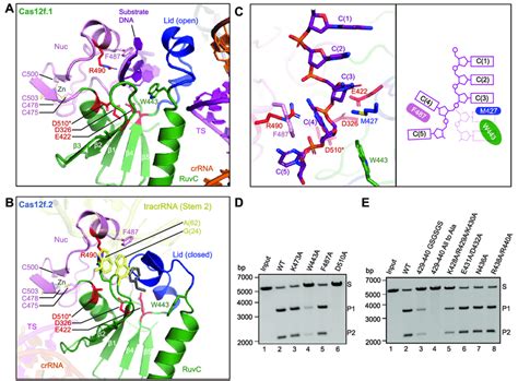 Nuclease Site Of Cas F A The Nuclease Site Of The Ruvc Domain Of