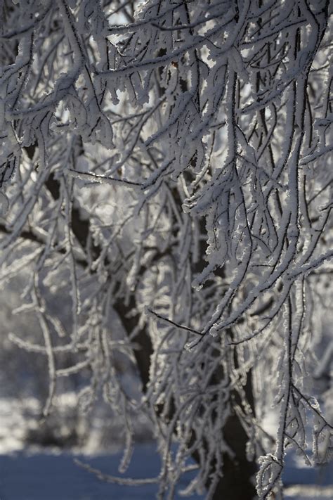 Frosty Trees — Lynda's Photography