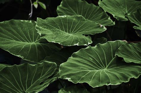 Fondos de pantalla naturaleza Plantas fotografía verde hoja flor