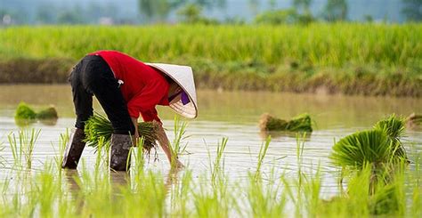 Wet Rice Agriculture