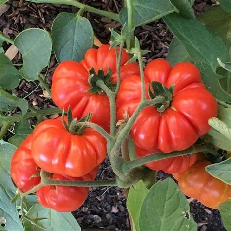 Austin Plant Delivery Uncertifiably Organic - TOMATO 'Costoluto Genovese'