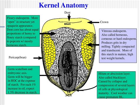 Anatomy Of Corn Kernel Anatomy Book