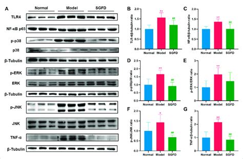 Sgfd Treatment Suppressed Tlr Nf B Mapks Pathway A Western