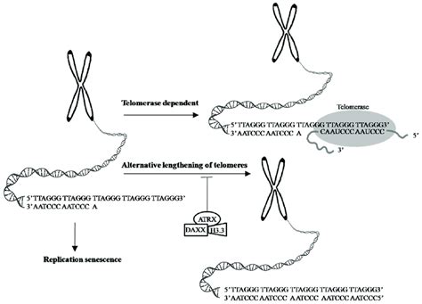 Telomeres Are Cap Like Features At The Ends Of Chromosomes That Help