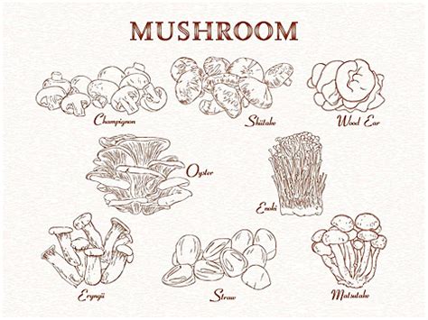 Collection Of Edible Mushrooms Vintage Handdrawn Background Vector