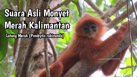 Suara Asli Lutung Merah Monyet Merah Kalimantan Hutan Hewan