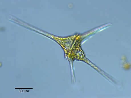 Plant Life: Dinoflagellates