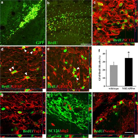 Enhanced Astroglial Differentiation Of Human Neural Stem Cells Nscs Download Scientific