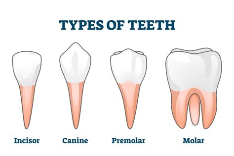 Types of Teeth, Shapes, and How to Change Them