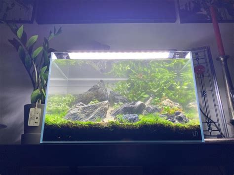 Inkwell Everything You Need To Know About Aquascaping